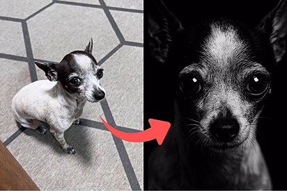 Fácil e gratuito: Como gerar uma foto retrato do seu pet em alta resolução usando inteligência artificial