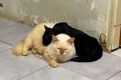 Gordo decidiu que a Proteção Miau era sua casa.