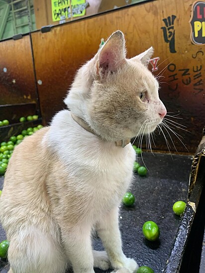 Gatinho conquista clientes em banca de feira.
