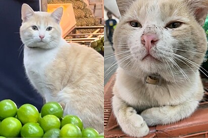 Conheça Limón, o gato feirante que virou atração na Central de Abasto, na Cidade do México.