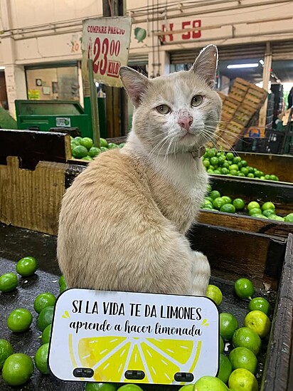 Limón, o gato que vende limões na feira. O gatinho Limón foi adotado pelo feirante Aranza.
