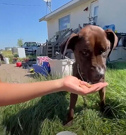 Ela entendeu que estava segura... e aceitou comer na mão de seus salvadores.
