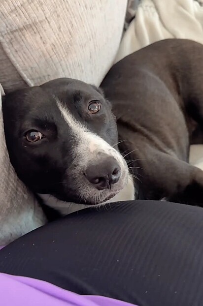 Cachorrinha Maya já em seu novo lar.