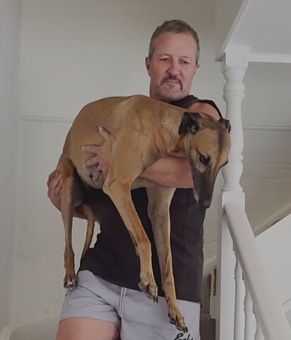 Poppy, uma galga resgatada da indústria de corridas, tinha tanto medo que não conseguia andar.
