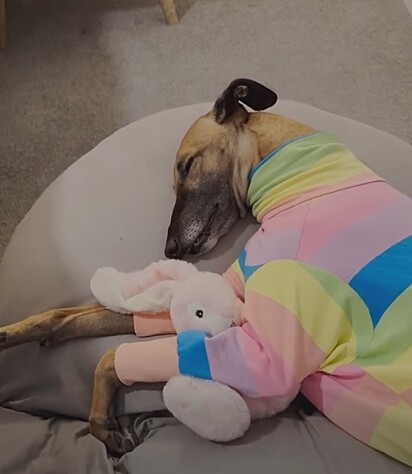Poppy, uma cadela da raça galgo, dormindo abraçada em uma pelúcia.