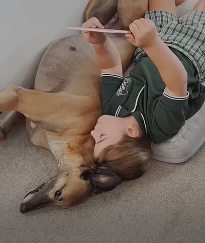 Assim como a maioria dos galgos, Poppy é uma ótima companheira para sua família.