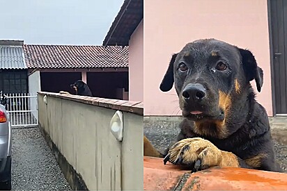 Conheça Calipso, a Rottweiler fofoqueira de Balneário Barra do Sul.