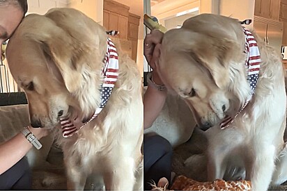 Reação de golden retriever após término de férias rende risadas e conquista a web