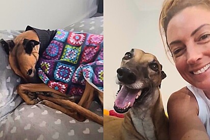 Galga resgatada de indústria de corrida que se encolhia de medo de tudo aprende a confiar em humanos com ajuda de família amorosa