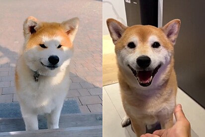 Akita x Shiba Inu: diferenças e semelhanças entre os cães japoneses mais famosos