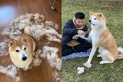 Tanto o Shiba (esquerda), quanto o Akita (direita), soltam muito pelo. 