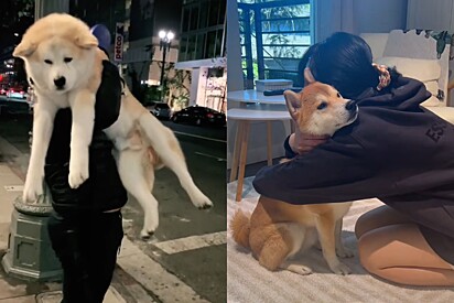 A imagem da esquerda mostra um cão Akita no colo, enquanto a da direita mostra uma tutora abraçando um cão shiba inu.