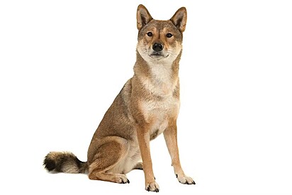 Um cão da raça Shikoku Inu.