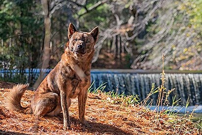 Um cão da raça Kai Ken.