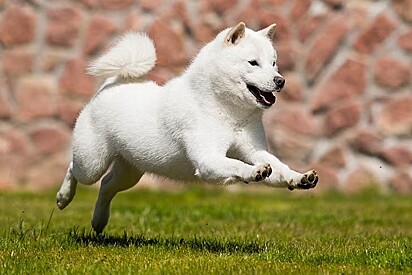 Um cão da raça Hokkaido.