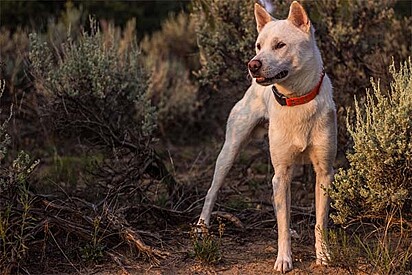 Um cão da raça Kishu Ken.