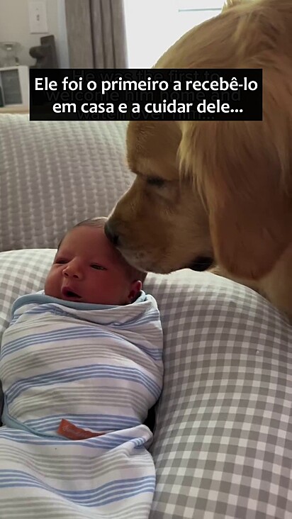 O golden ganhou um melhor amigo: o novo bebê da família.