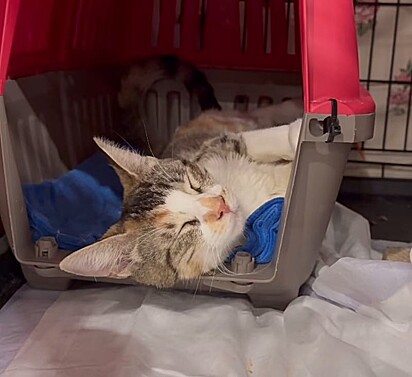 Meowdonna só queria amor e um lar seguro.