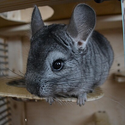 Pequenos animais, como chinchilas, têm conquistado cada vez mais os brasileiros.