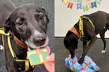 Abrigo de animais organiza evento de adoção para cachorro, mas ninguém aparece.