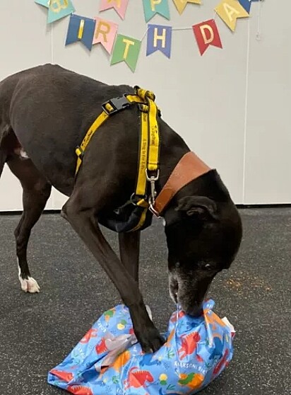 O abrigo organizou um evento para que potenciais adotantes conhecessem o cachorro Flash, mas ninguém apareceu.