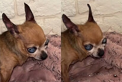 Chihuahua idosa cega que guarda rancor contra a humanidade conquista mais de 2 milhões de corações online