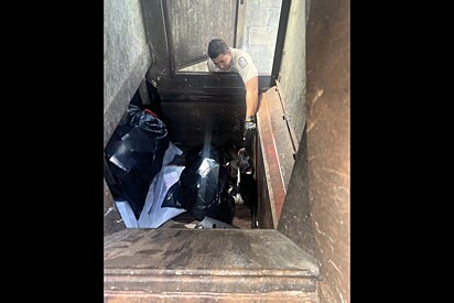 Rostinho fofo é encontrado dentro de compactador de lixo - o que ele mais queria era amor.