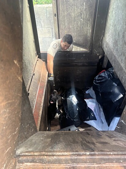 O cão foi encontrado dentro de um compactador de lixo.