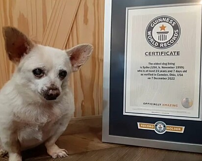 Spike, nascido em 1999, ganhou o título de cão mais velho do mundo em 2022.