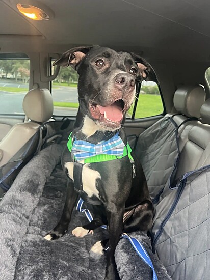 O cão está feliz sob os cuidados de Brandon Arroyo e sua esposa.