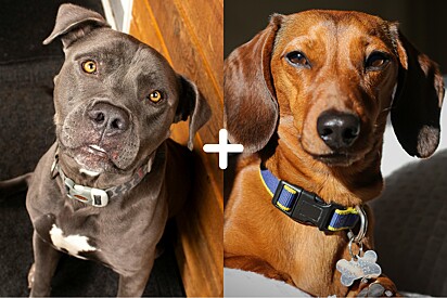 Quem é a famosa Lucy, uma cachorrinha mistura de pitbull com salsicha.