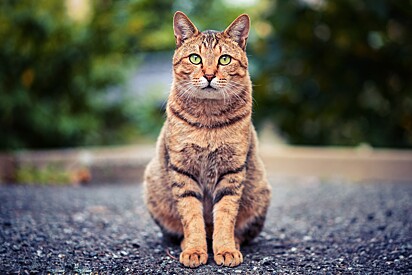 Imagem ilustrativa de um gato.