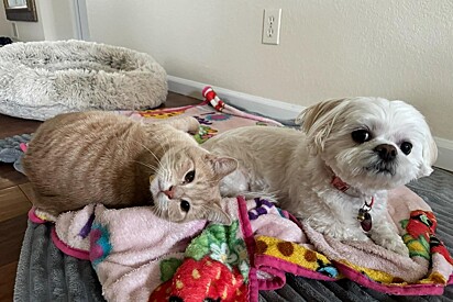 Cachorrinha shih-tzu chega em casa com a pata quebrada - e quando gato a vê, toma atitude que deixa todos emocionados.