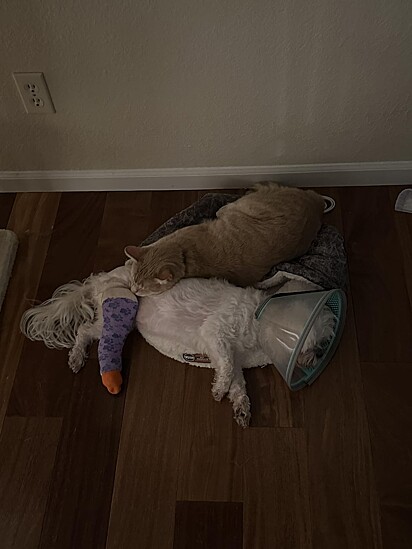 O felino queria confortar a irmã canina.