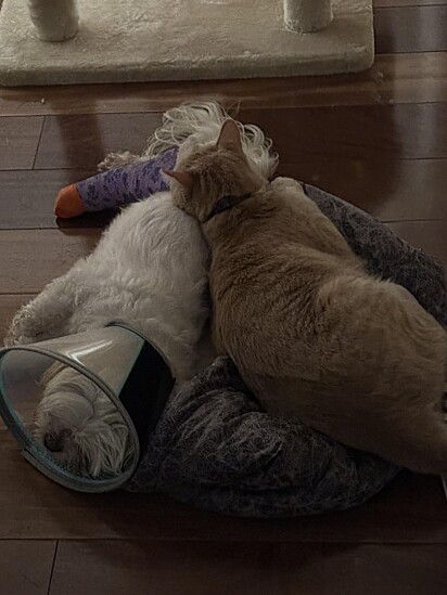 O gato sabia que a cachorrinha precisava de companhia.
