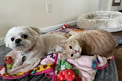 O gato e a cachorrinha shih-tzu