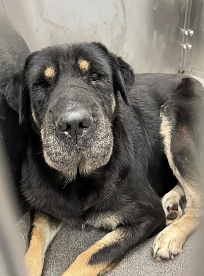 A cachorrinha Candy é uma mistura de shar-pei, pastor alemão e rottweiler.