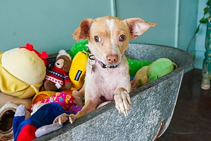 O cachorro Arroyo rodeado de brinquedos.