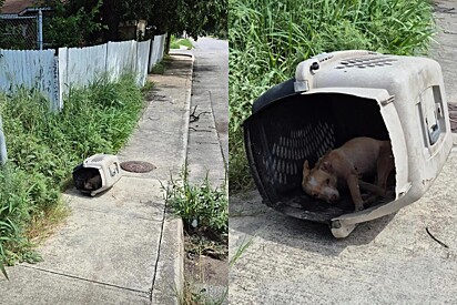 Dentro da caixa de transporte estava um pequeno cão abandonado.
