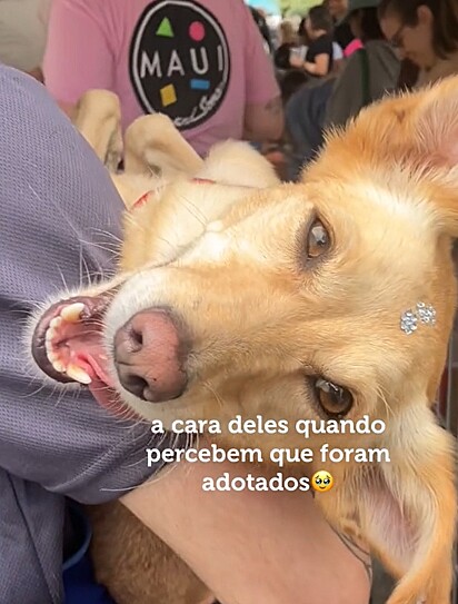 Um dos cães disponíveis para adoção sorrindo ao descobrir que havia sido adotado.