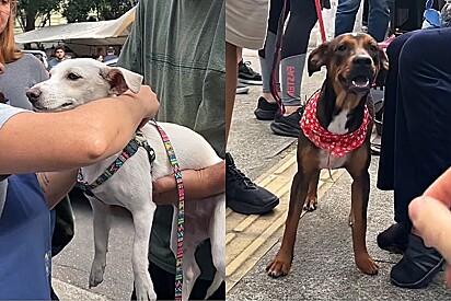 Em vídeo fofo, voluntárias mostram a reação de cães vira-latas ao saberem que foram adotados.