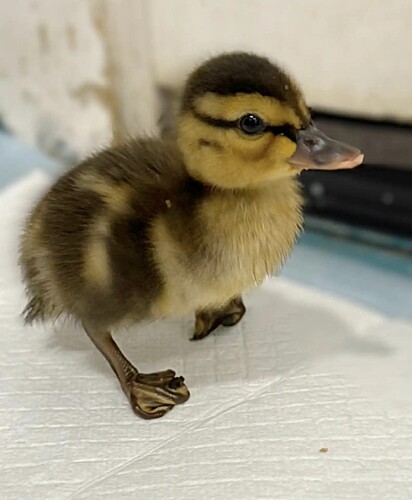 Um dos patinhos nasceu com má formação nas patas.