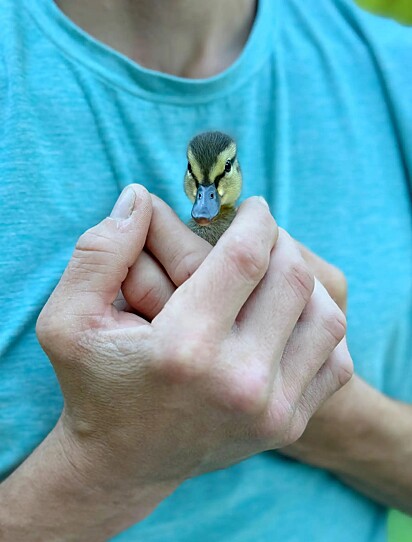 Patos filhotes são sensíveis e precisam de cuidados.