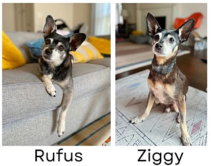  Ziggy, um cão idoso de abrigo, era a cópia perfeita de Rufus.