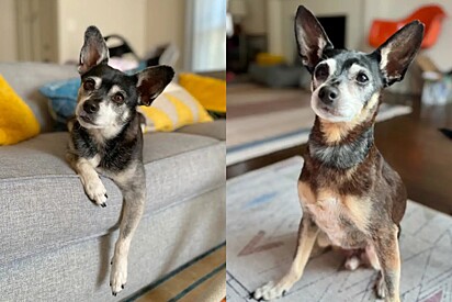 Família que sofria luto por cachorro adota um sósia dele e meses depois descobre notícia impressionante.