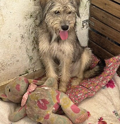 A cachorrinha Cindy no abrigo de animais.