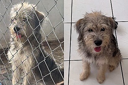 Após 10 meses em abrigo, cachorrinha brincalhona não teve nenhum interessado e protetores ficam sem entender porque.