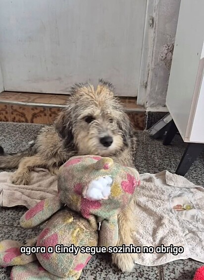 Cindy, na baia do abrigo, acompanhada de seu brinquedo.