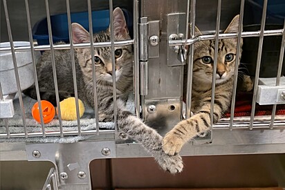 Os gatos de patas dadas no abrigo de animais
