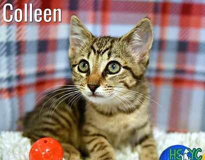 A gata Colleen segue disponível para adoção.